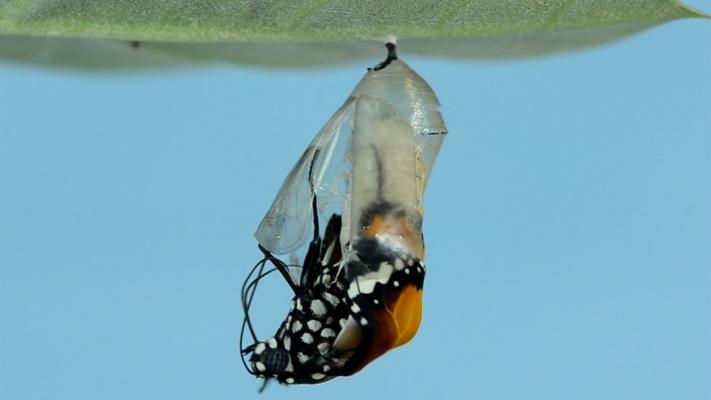 Photo by Bankim Desai. Photo shows a butterfly emerging from its cocoon